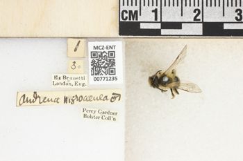Media type: image;   Entomology 771235 Aspect: Labels